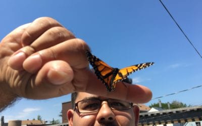2016 Monarch Butterfly Release