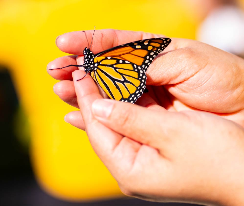 Monarch butterfly